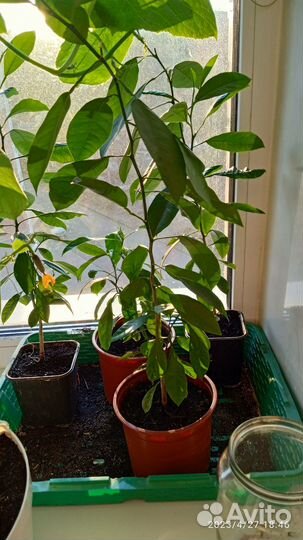 Мандариновое дерево