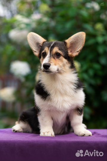 Вельш-корги пемброк