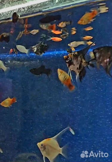 Аквариумные рыбки