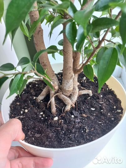 Фикус бенджамина Наташа взрослое