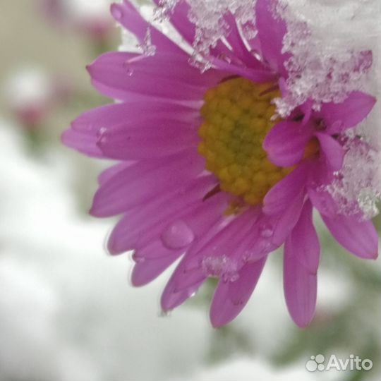 Сентябринки,луковицы Лилии тигровой