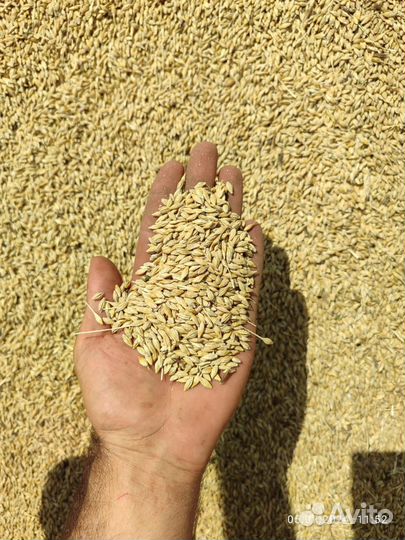 Зерно пшеница ячмень кукуруза рож овес