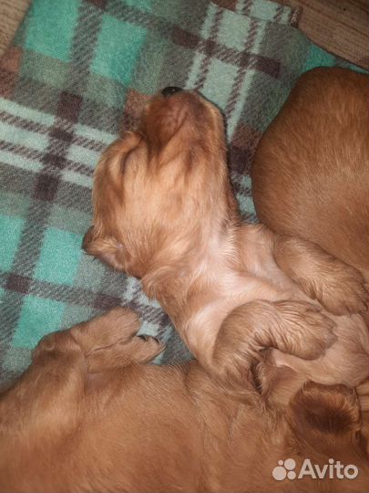 Кокер спаниель