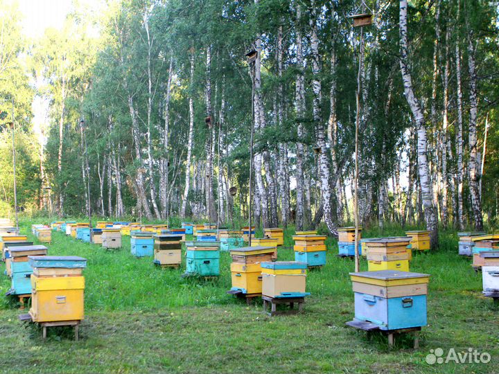 Пчелосемьи