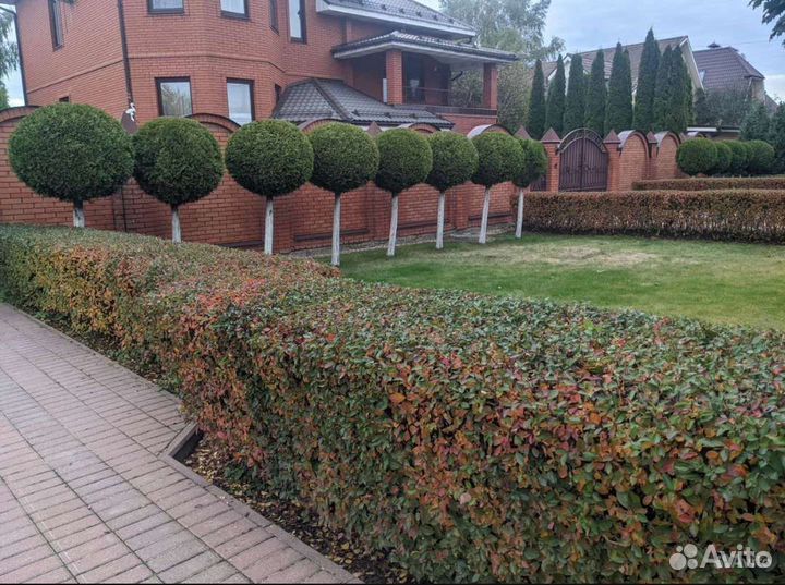 Туя колумна на штамбе 3м Эксклюзив цена за дерево