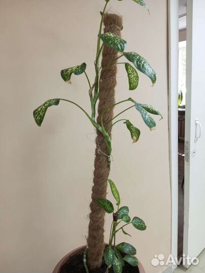 Опора для растений