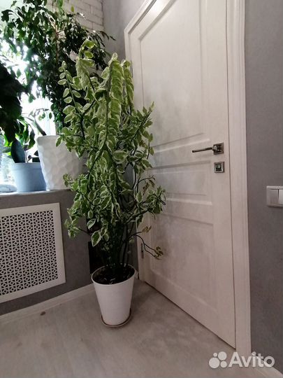 Цветы для дома и офиса