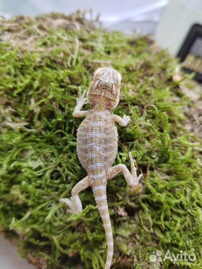 Бородатая агама малыши