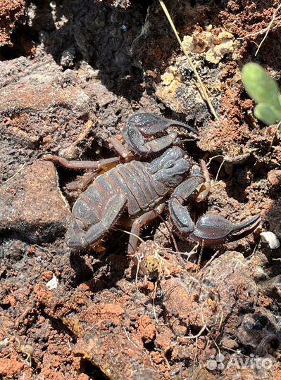 Пауки птицееды, скорпионы, фрины для новичков