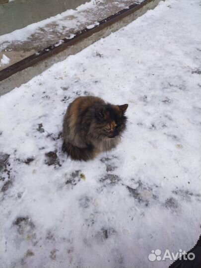 Кошка ищет дом
