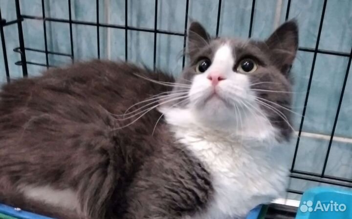 Шикарный Пушок в добрые ручки