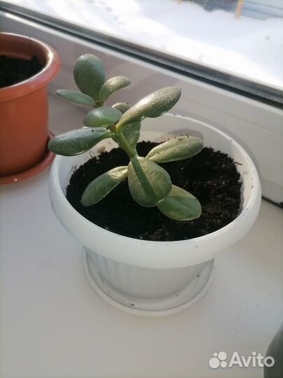 Продам цветы комнатные
