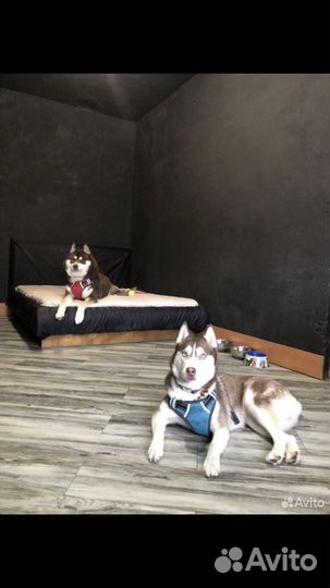 Гостиница для собак/передержка/зоогостиница