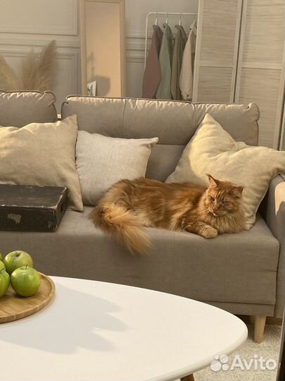 Аренда кот Мейн-кун огромный из рекламы Hoff