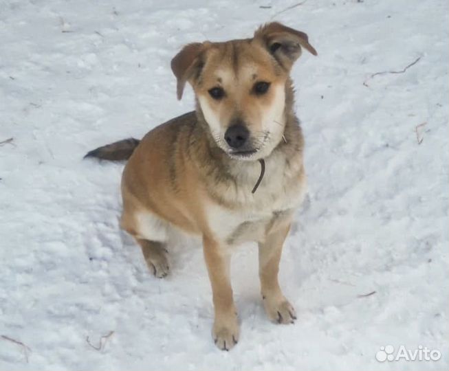 Ликка - стерильная собачка 1,5 года в дар, привит