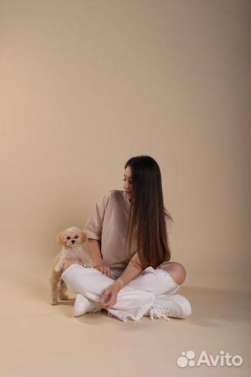 Собака для фотосессии (мальтипу мини)