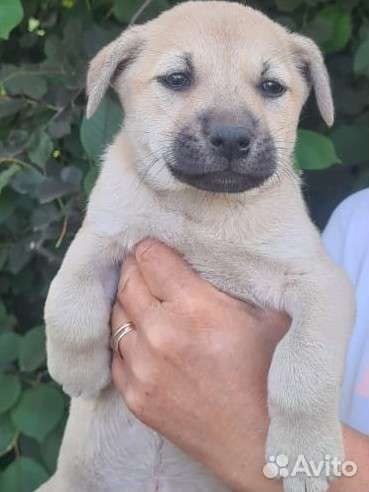 Собака в добрые руки щенки