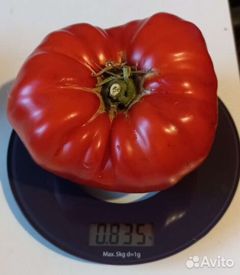 Семена коллекционных томатов