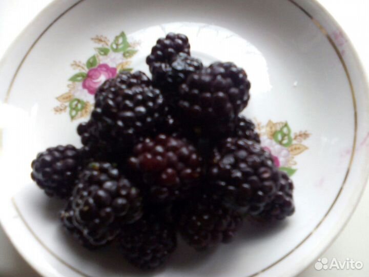 Ежевика /саженцы