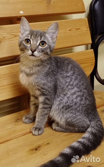 Котенок Маша