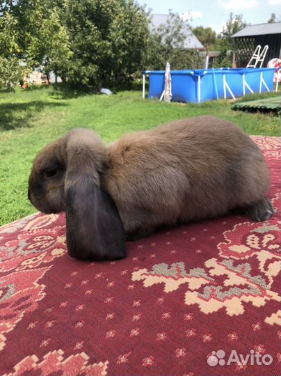 Французский баран чистопородные