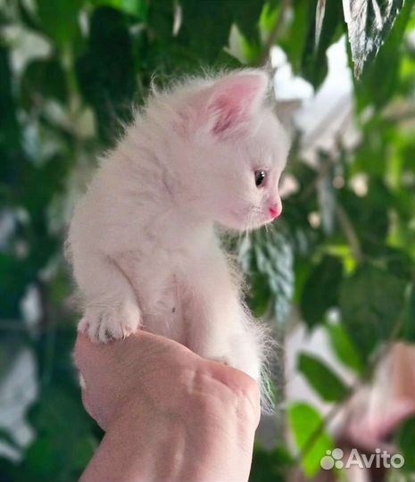 Нежная малышка в добрые руки