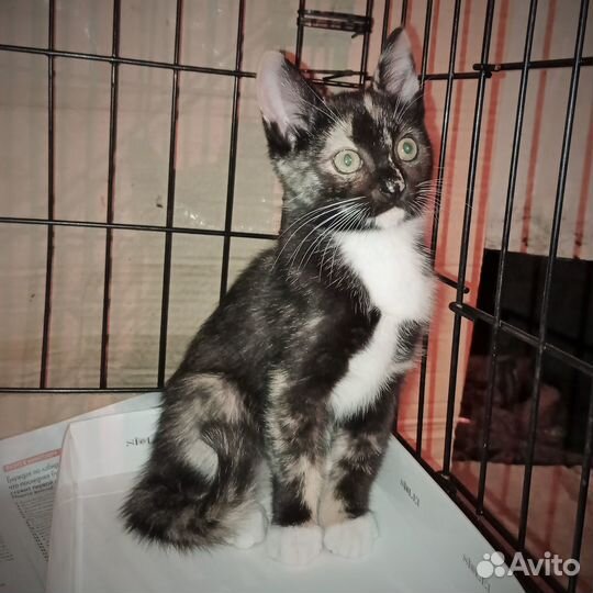 Котенок-девочка ищет дом