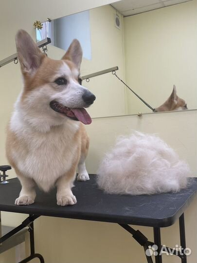 Грумер стрижка собак