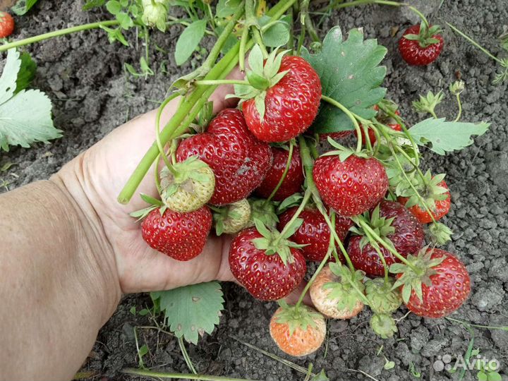 Рассада клубники