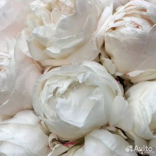 Букет свежих пионов