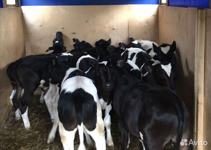 Телята бычки