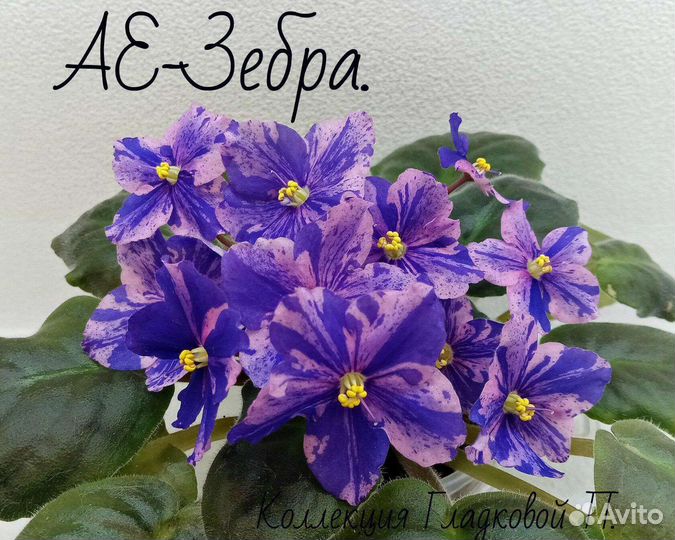 Фиалки черенки