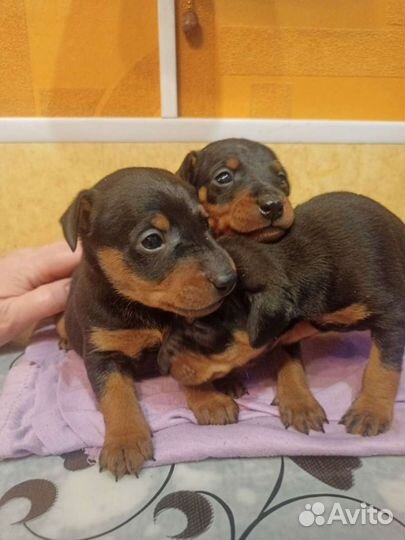 Щенки карликового пинчера