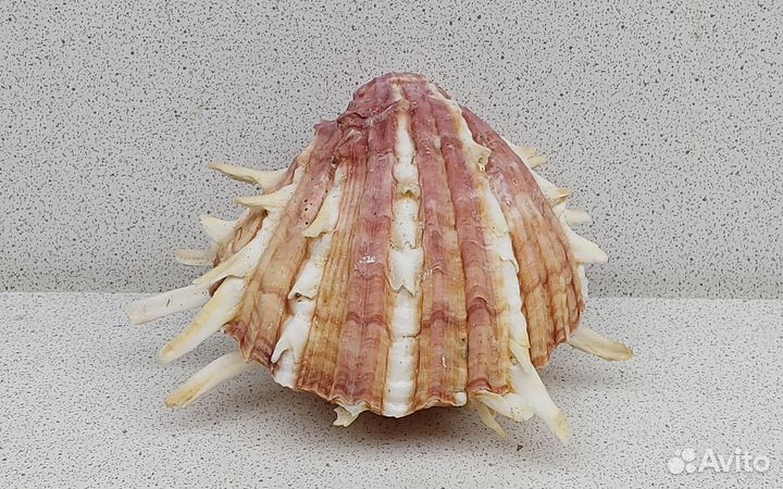 Спондилус 8,3 морская ракушка раковина