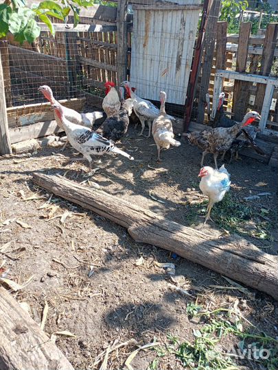 Петушки и индюшки