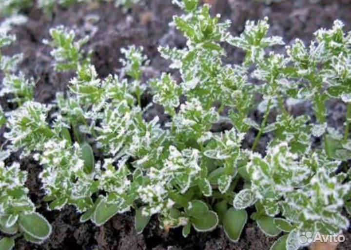 Семена зимующего\озимого льна Снегурок