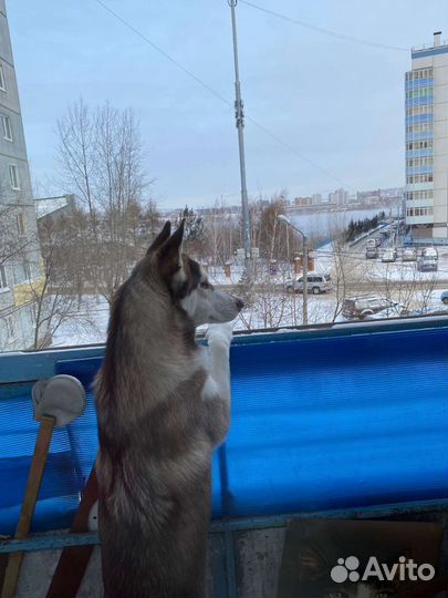 Отдам в добрые руки