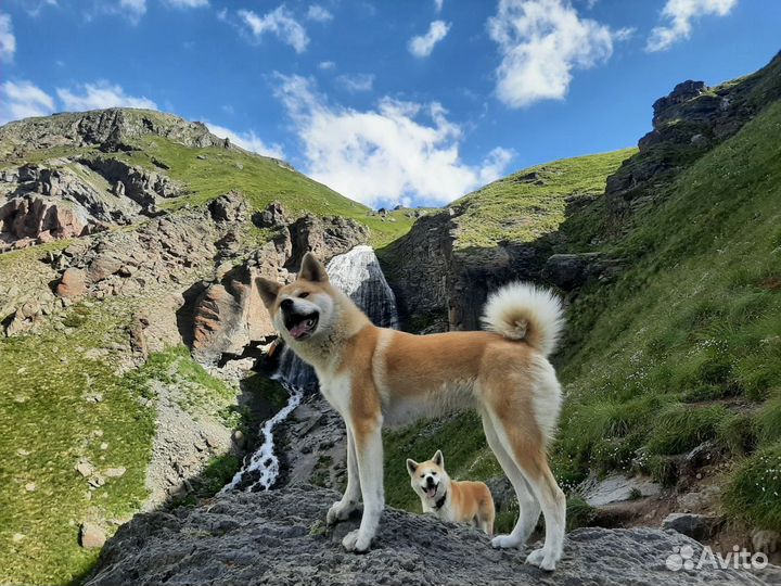 Щенки Акита-Ину