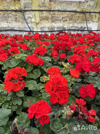 Пеларгония герань зональная и королевская