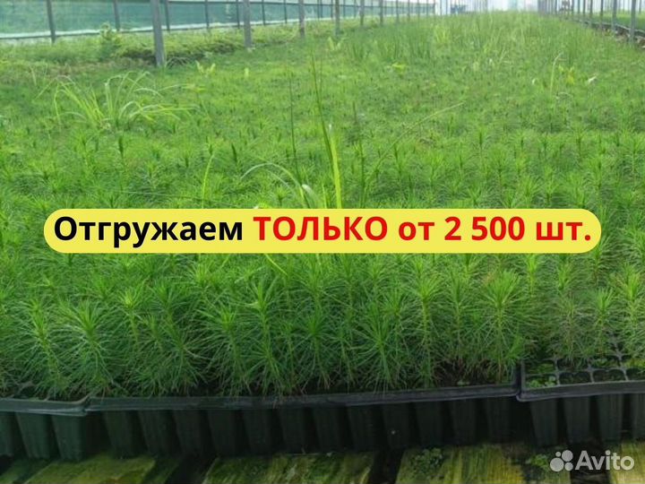Саженцы сосны окс от производителя