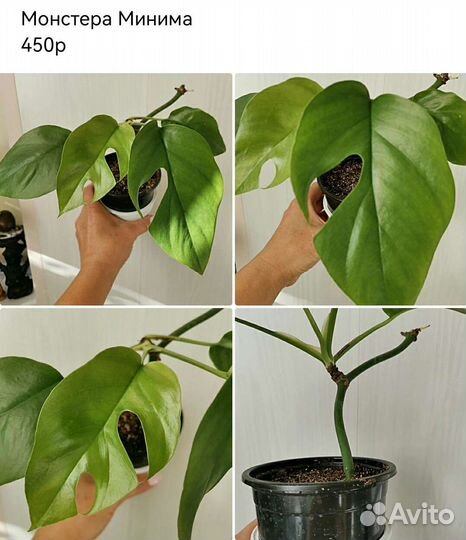 Монстера Филодендрон