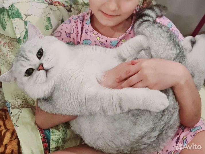 Вязка кот шиншилла ns1165