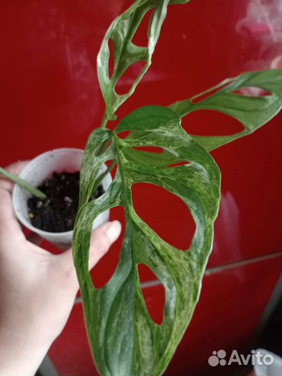 Монстера индо минт