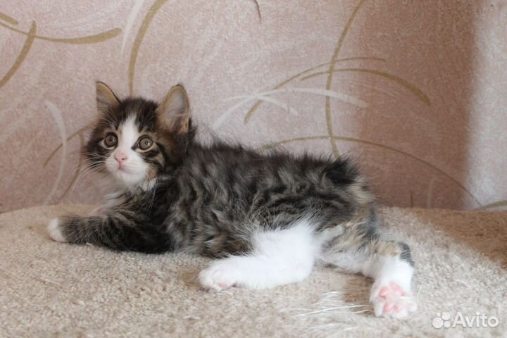 Курильский бобтейл