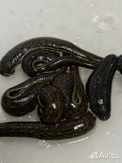 Пиявки медицинские с доставкой по всей России