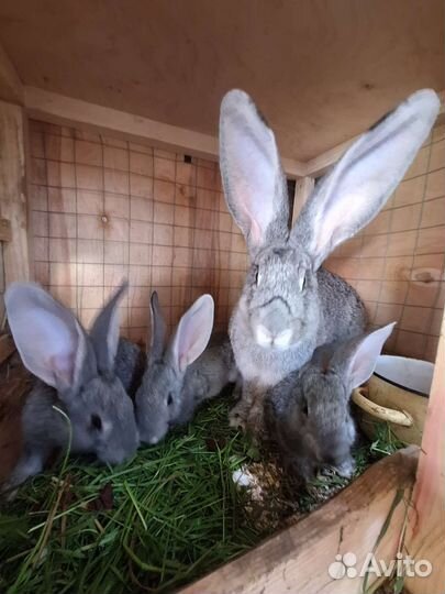 Крольчата