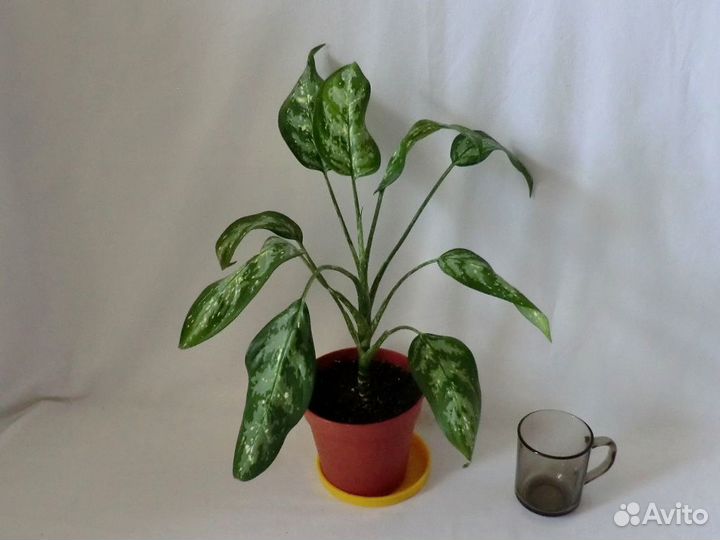 Аглаонемы First Diamond и pseudobracteatum