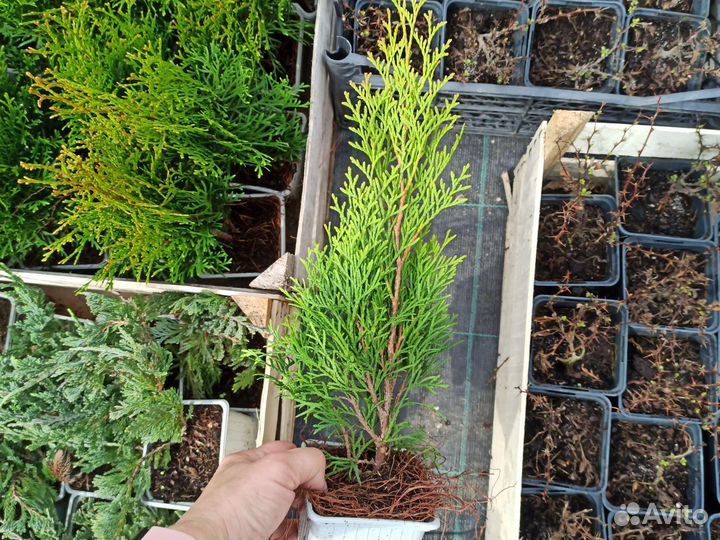 Туя, Можжевельник