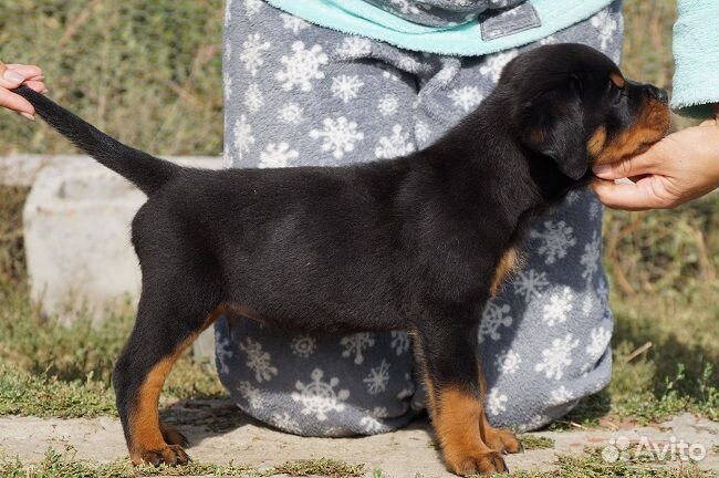 Щенок ротвейлера