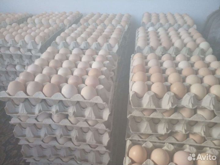 Инкубационное яйцо куриное, опт